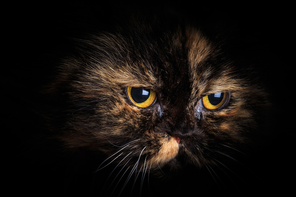 猫影_猫影幻舞_猫影幻舞多少钱