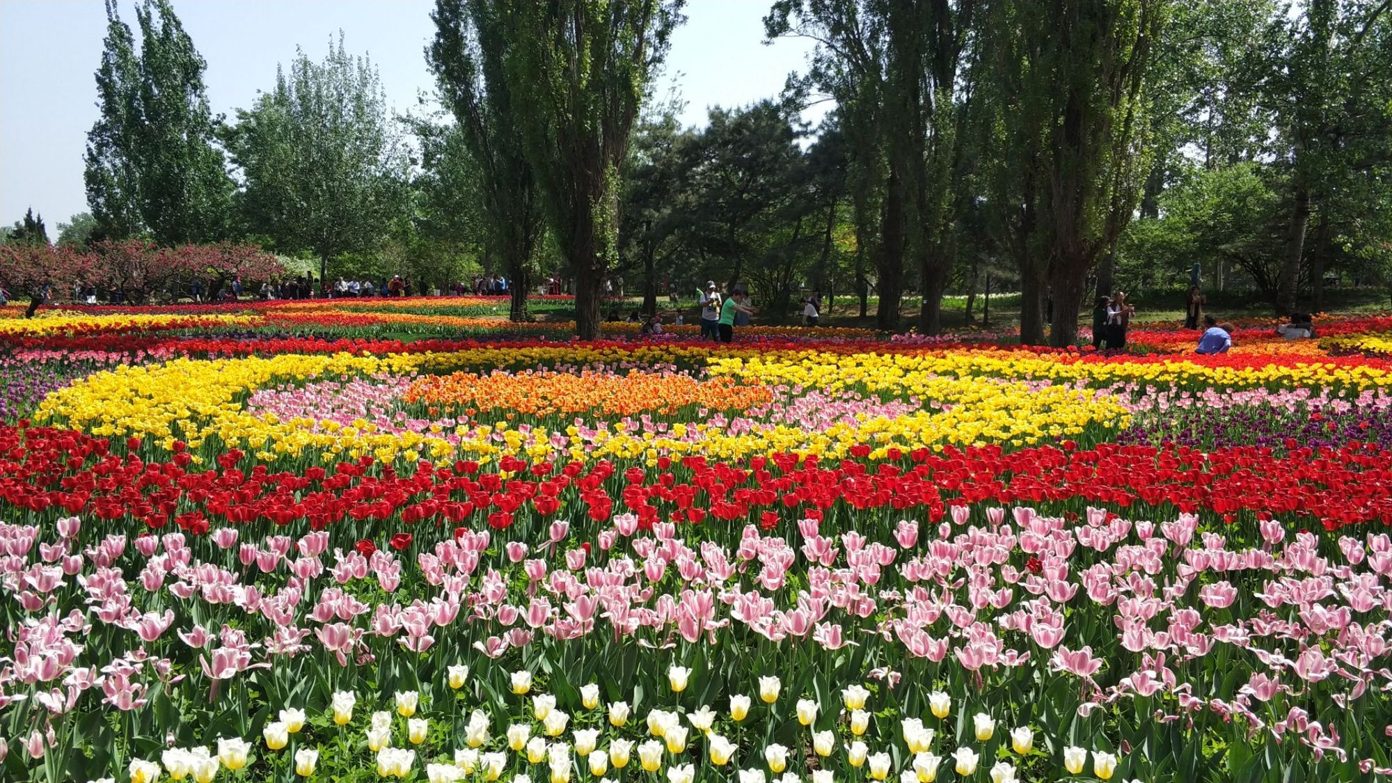 祭花神的仪式流程_花神祭_祭花神仪式
