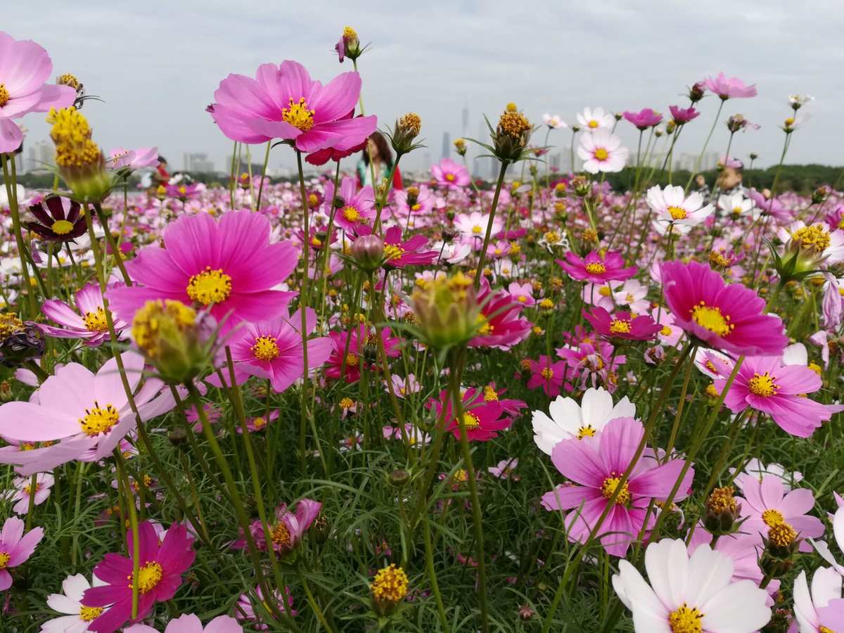 朝花夕月踏歌归_朝花夕月踏歌归明教遥远绿洲_朝华夕月踏歌归