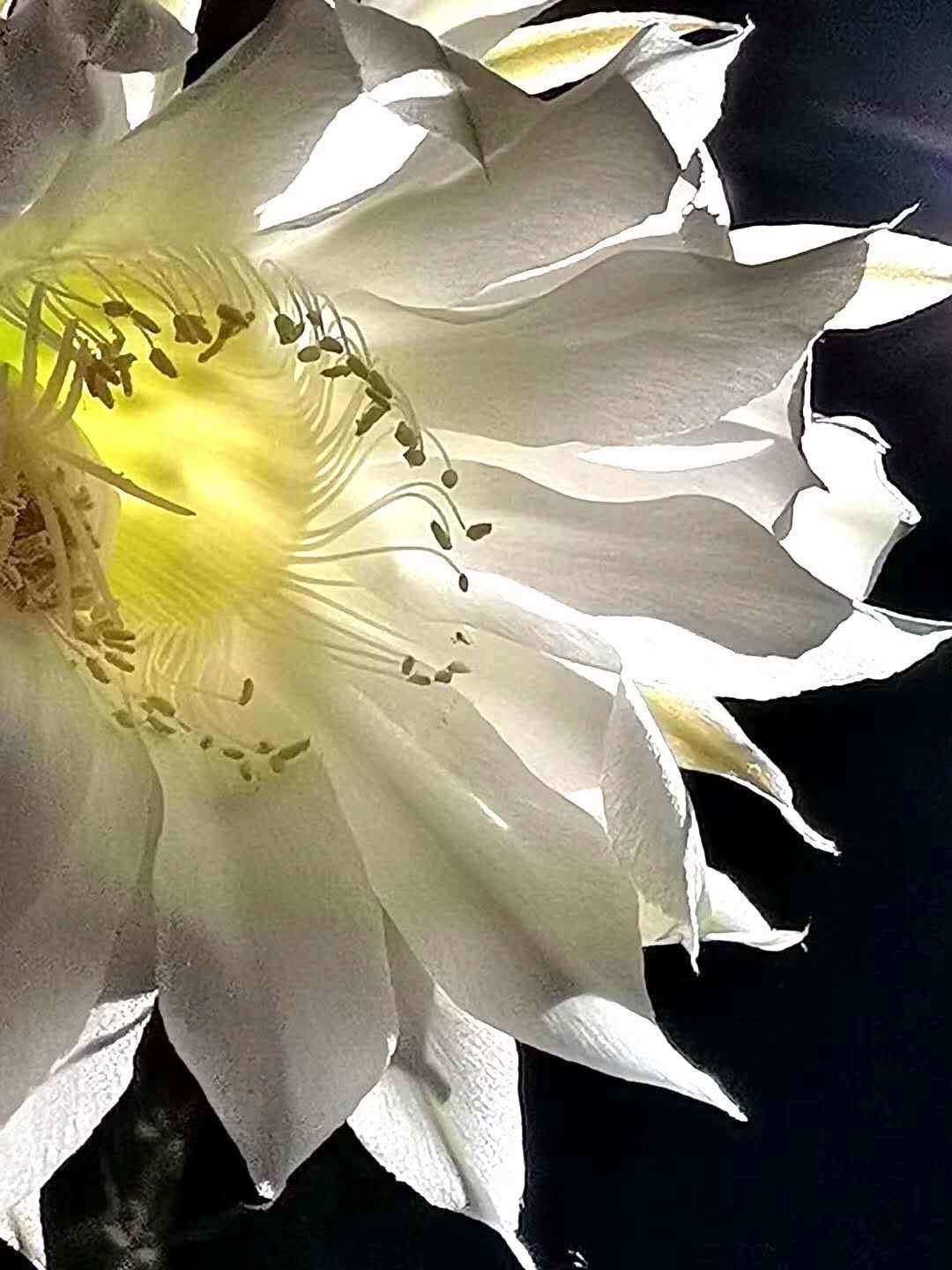 霓裳花元神_原神霓裳花_霓裳花获得