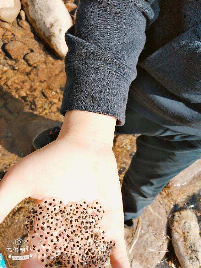 小蝌蚪小视频_小蝌蚪小视频_小蝌蚪小视频