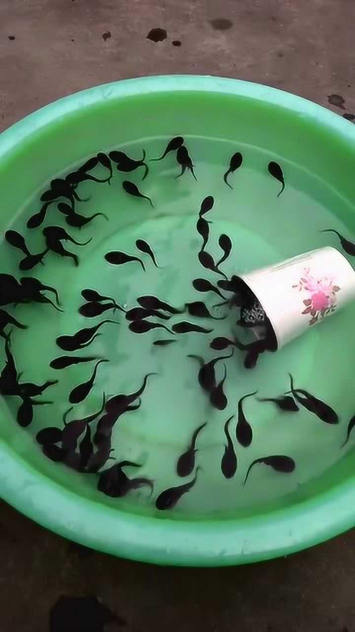 小蝌蚪小视频_小蝌蚪小视频_小蝌蚪小视频