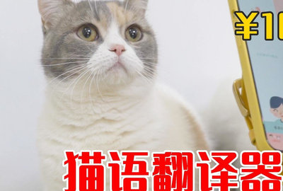 小猫说话翻译器_小猫翻译器_小猫翻译器模拟器