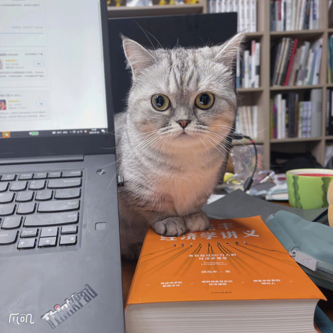 逻辑猫_逻辑猫为什么叫逻辑猫_逻辑猫和暹罗猫