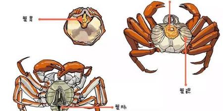 螃蟹腮长什么样_螃蟹腮长茗荷说明什么_螃蟹腮长在哪里