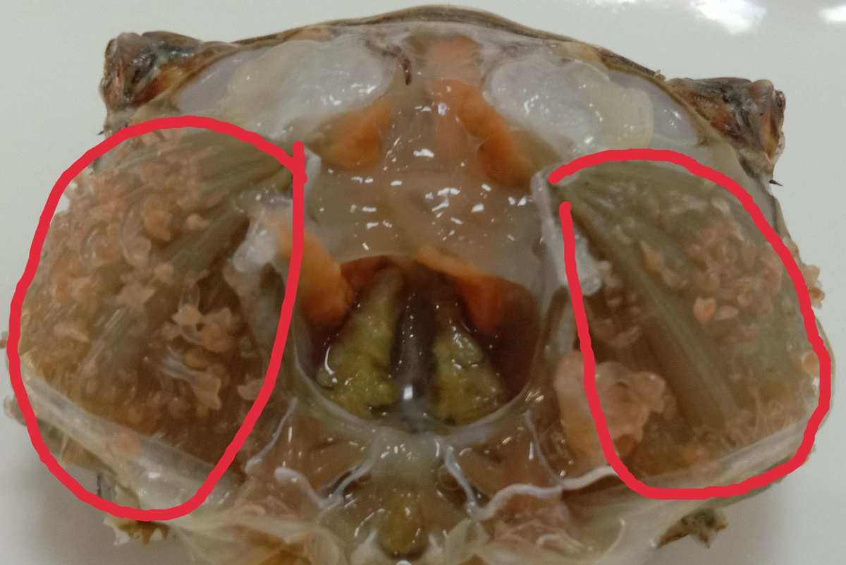螃蟹腮长茗荷说明什么_螃蟹腮长什么样_螃蟹腮长在哪里