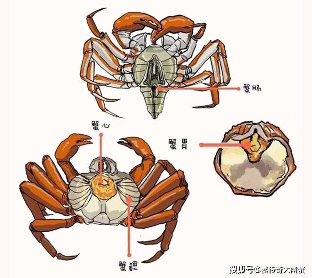 螃蟹腮长在哪里_螃蟹腮长茗荷说明什么_螃蟹腮长什么样