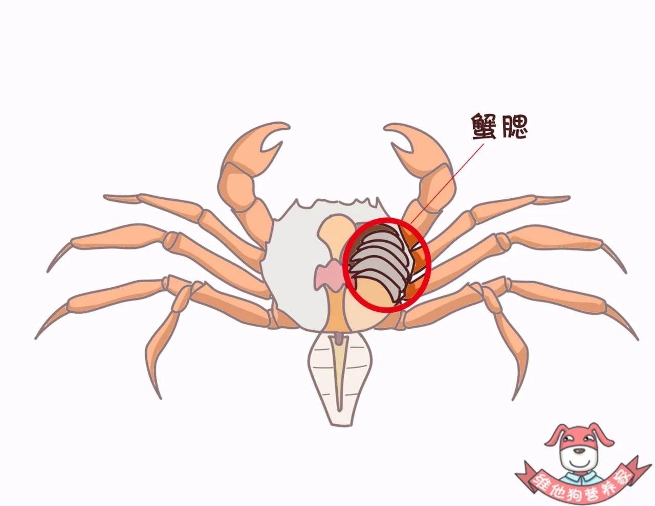 螃蟹腮长什么样_螃蟹腮长在哪里_螃蟹腮长茗荷说明什么