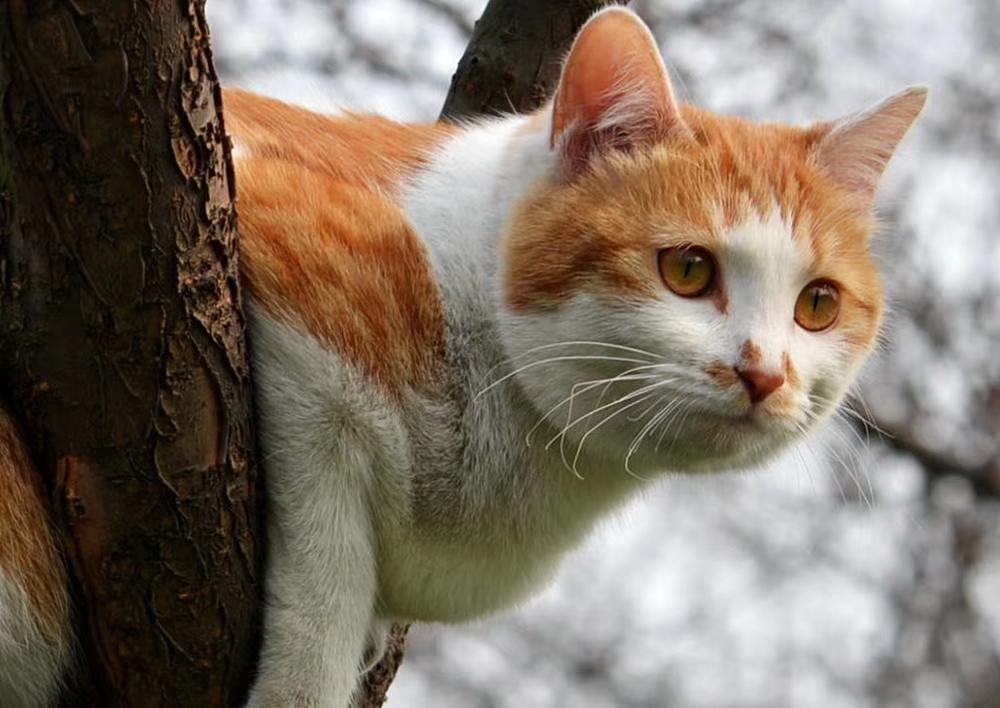 黄玉灵猫_怎样合成黄玉灵猫_黄腊玉肉石图片及价格