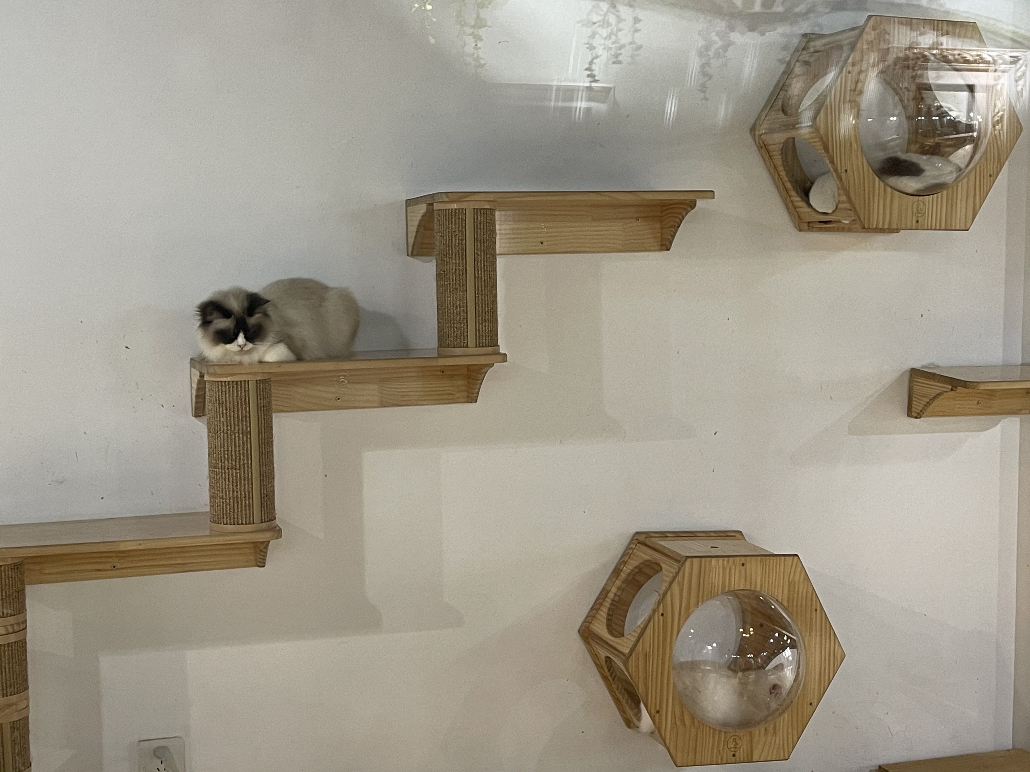 喵子小屋_喵子小屋有什么好看的_喵子小屋cat