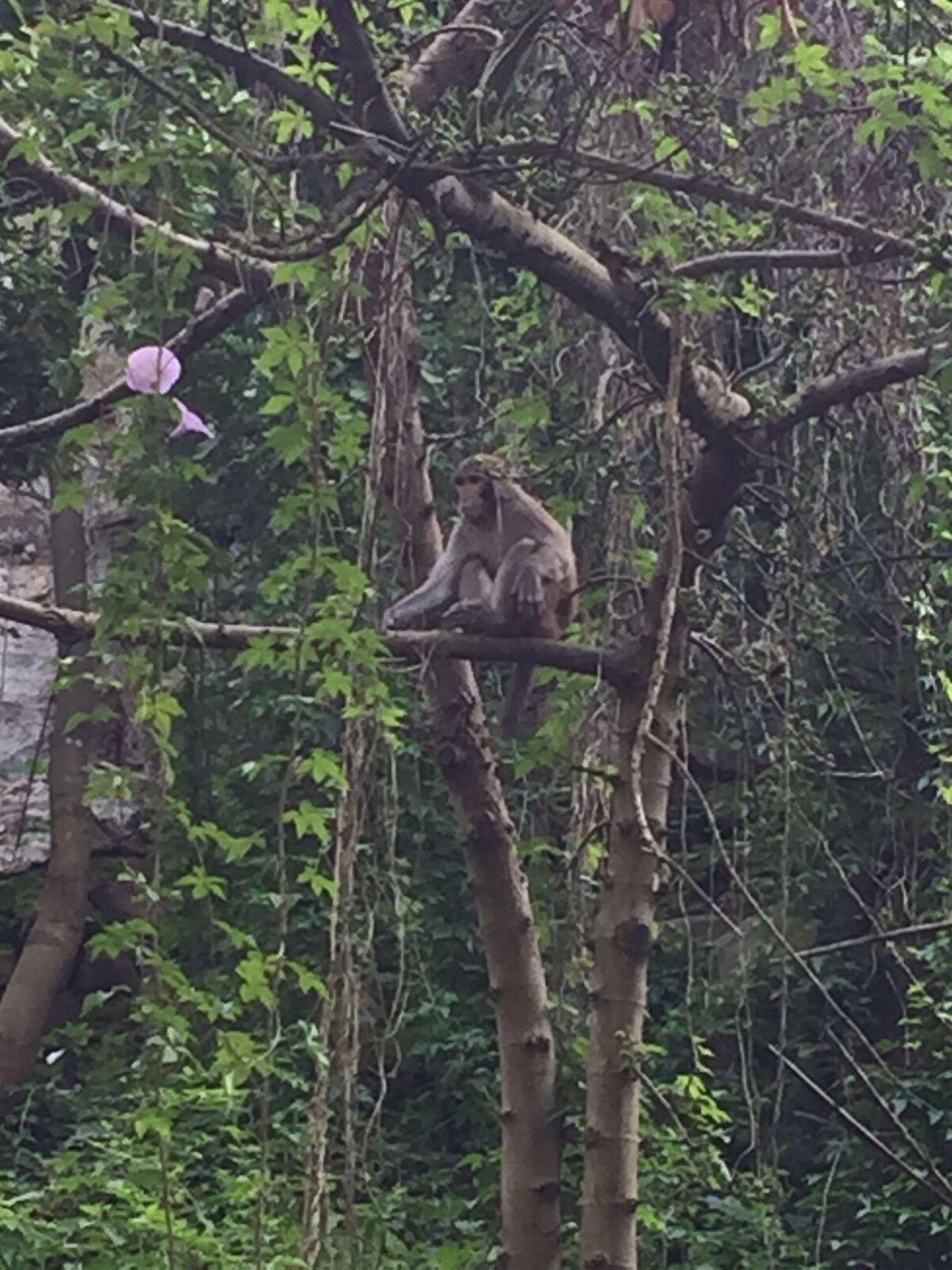 猴子传奇中文版下载_猴子传奇_猴子传奇破解版
