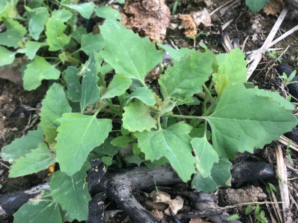 挖野菜很有乐趣_挖野菜的经典语言_挖野菜是什么意思网络用语