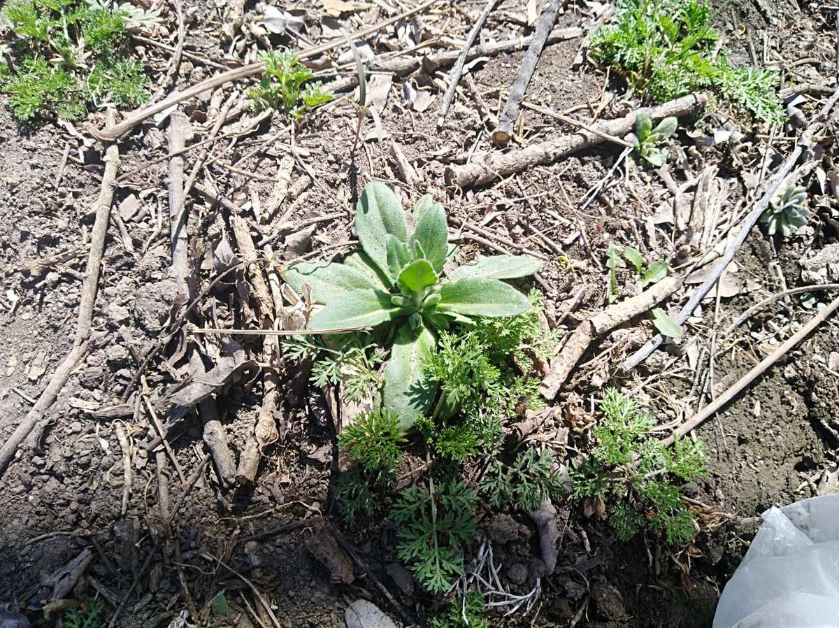 挖野菜很有乐趣_挖野菜是什么意思网络用语_挖野菜的经典语言