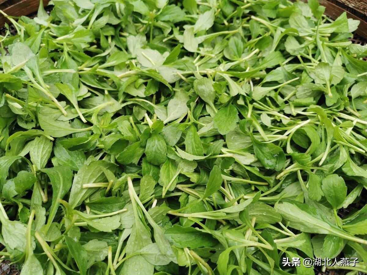 挖野菜的经典语言_挖野菜是什么意思网络用语_挖野菜很有乐趣