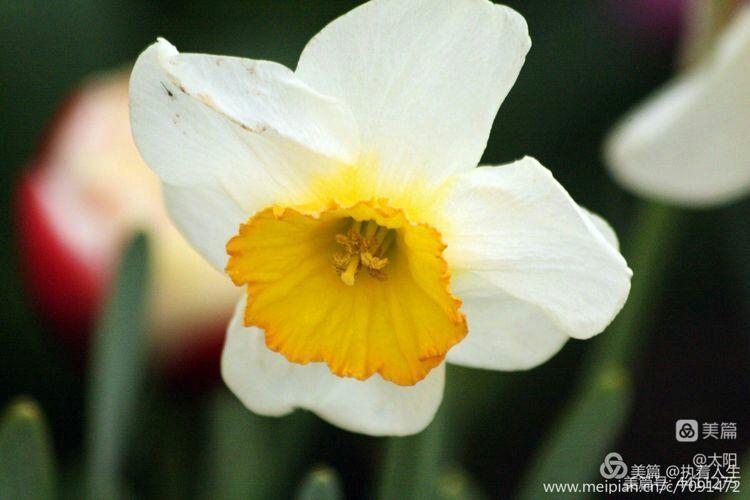 水仙短视频是哪家旗下_水仙视频_水仙花视频素材