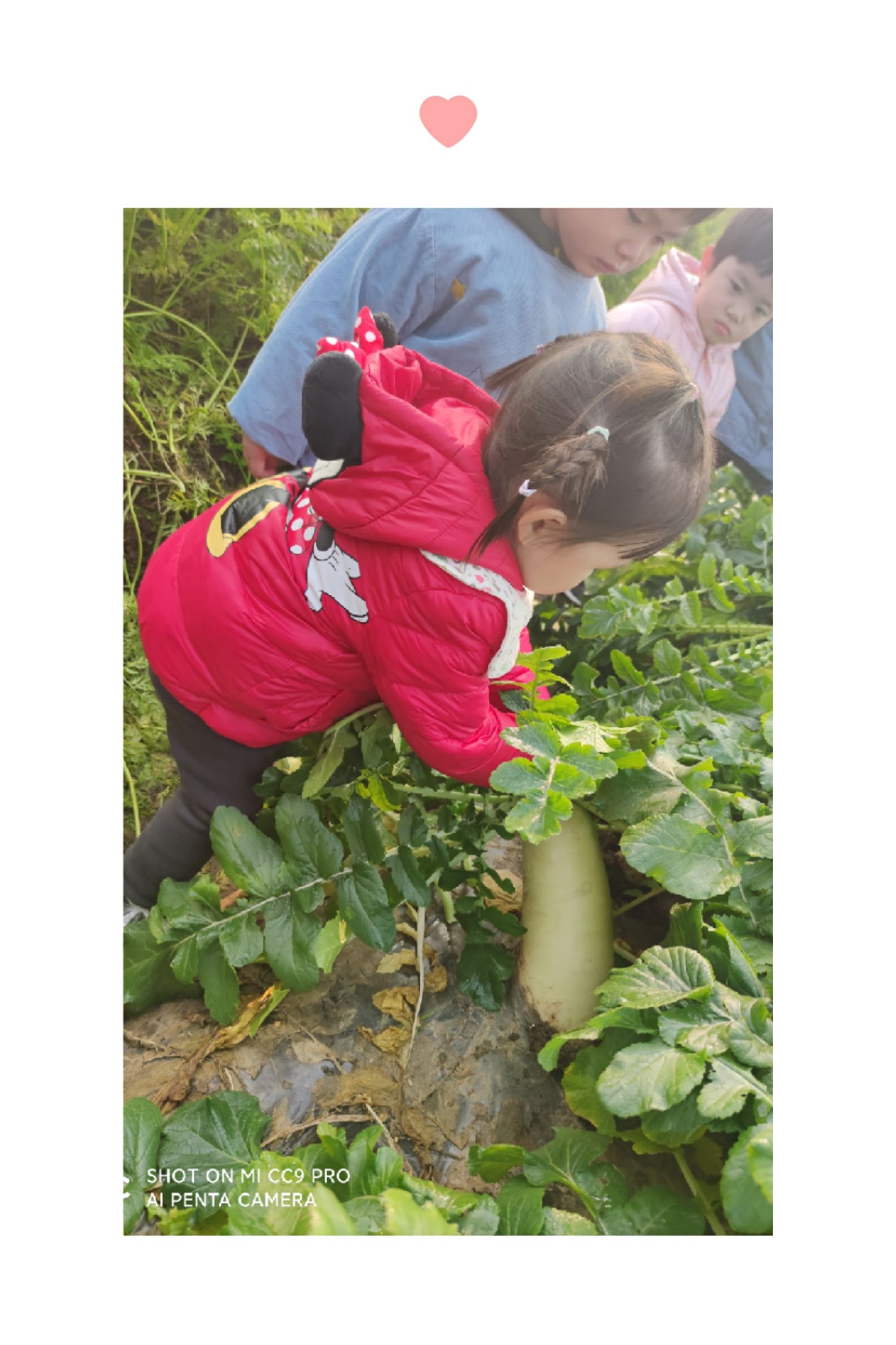 拔萝卜游戏玩法_拔萝卜单机游戏_兔子过关拔萝卜手机游戏