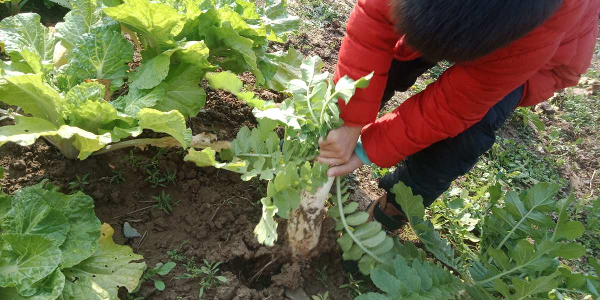 拔萝卜游戏玩法_拔萝卜单机游戏_兔子过关拔萝卜手机游戏