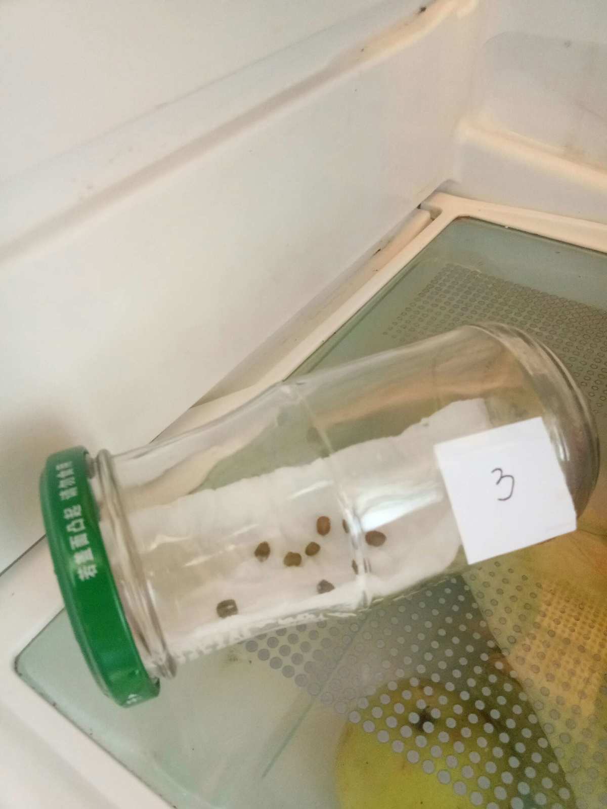 种子神器_神器种子店_神器种子搜索