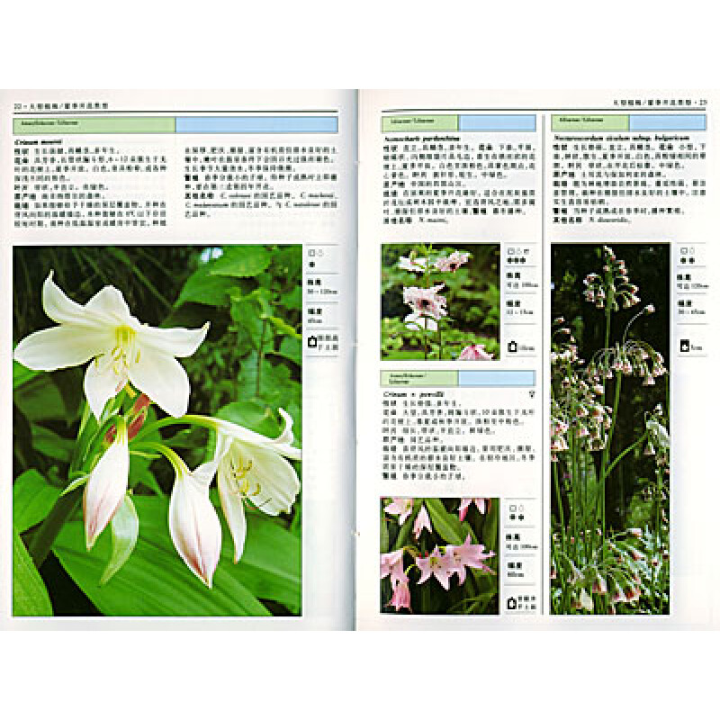 楠原_楠原cv_楠原刚