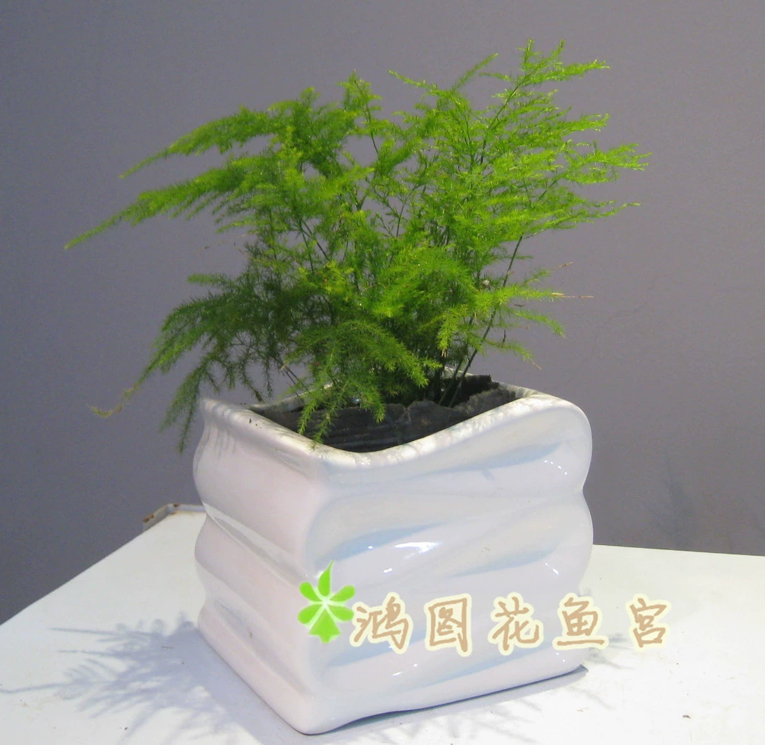 朝宫凉子_朝宫凉子_朝宫凉子
