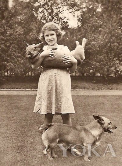 女王的柯基_女王柯基动画片_女王柯基犬
