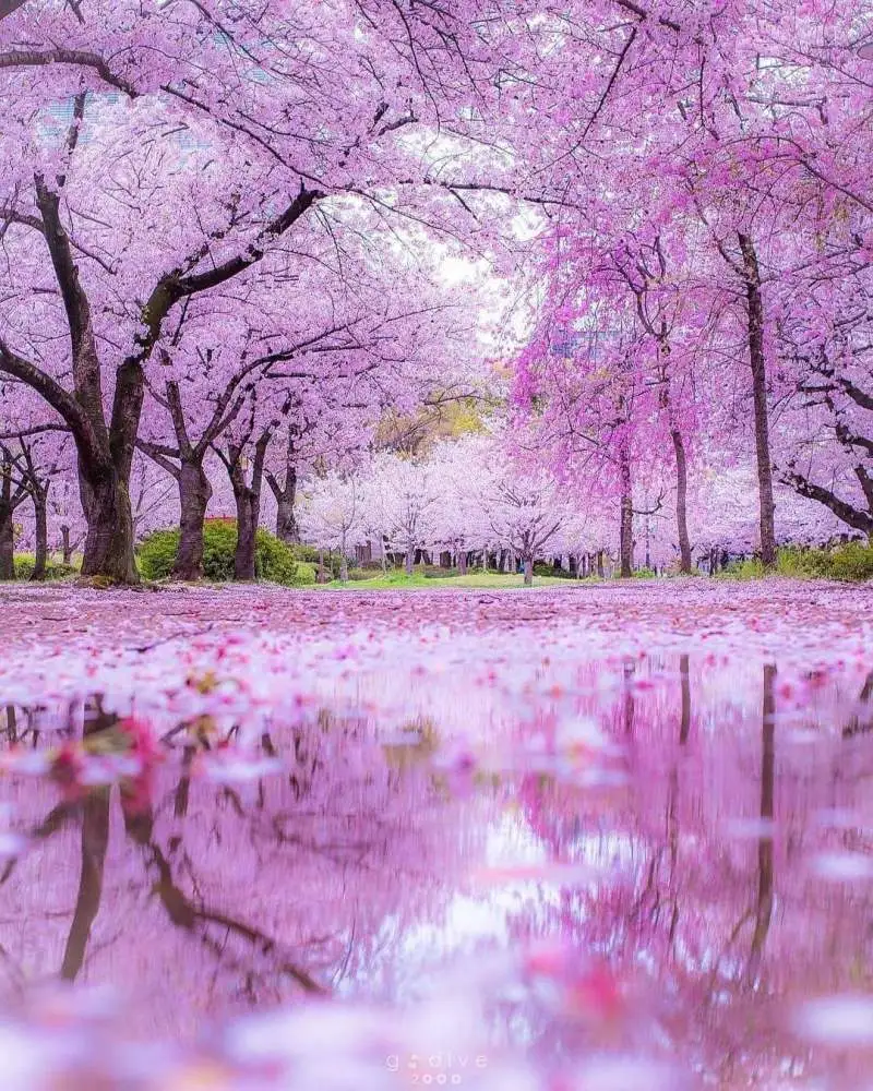 风起兰芳_兰芳_兰芳共和国