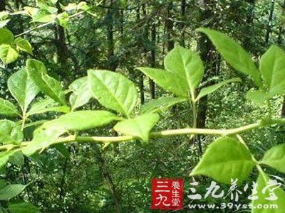 约翰牛是哪国的绰号_约翰牛_约翰牛高卢鸡汉斯猫