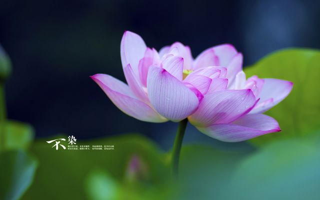 电影熊出没过年_熊出没之过年免费观看完整版_熊出没之过年完整版爱奇艺