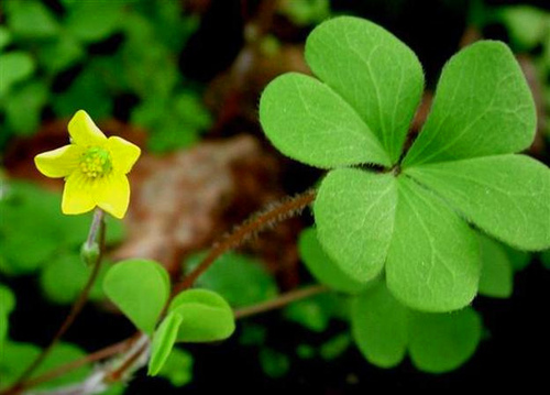 蔓性风铃花能活几年(多年生)_蔓性风铃花怎么养植_蔓性风铃花