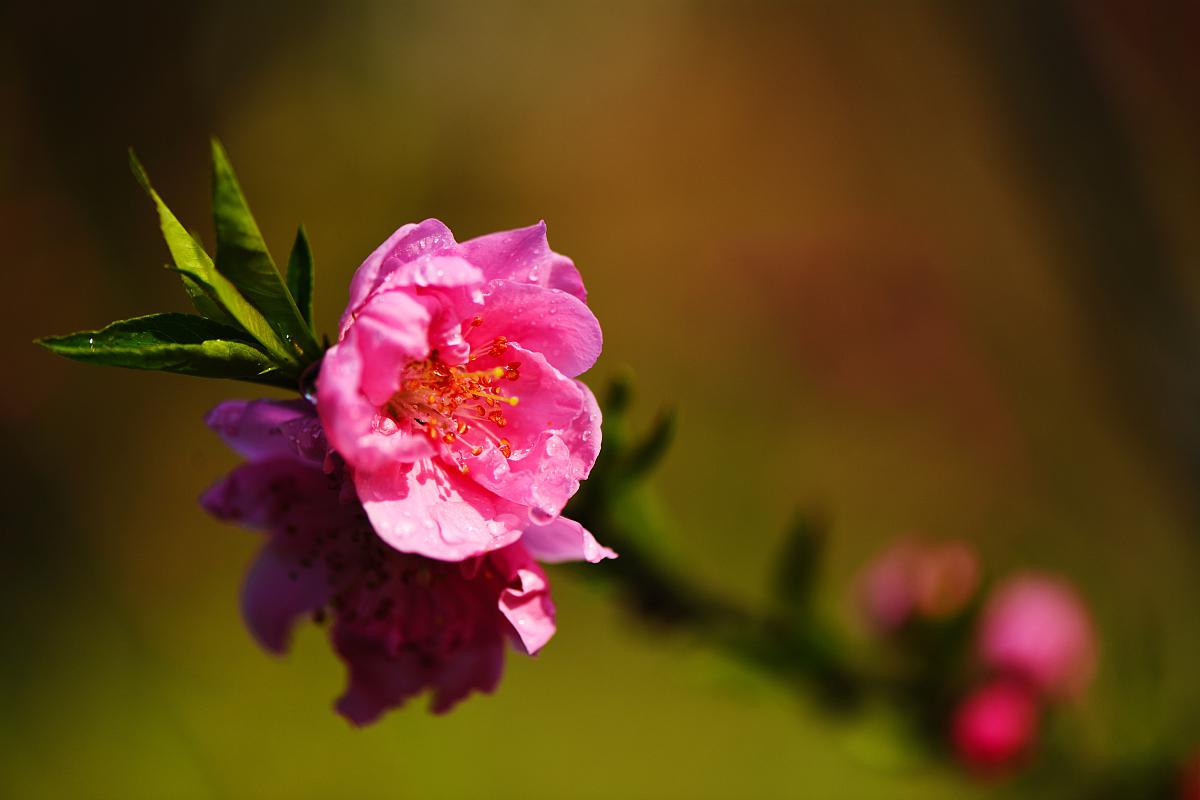 蔓性风铃花_蔓性风铃花怎么养植_蔓性风铃花能活几年(多年生)
