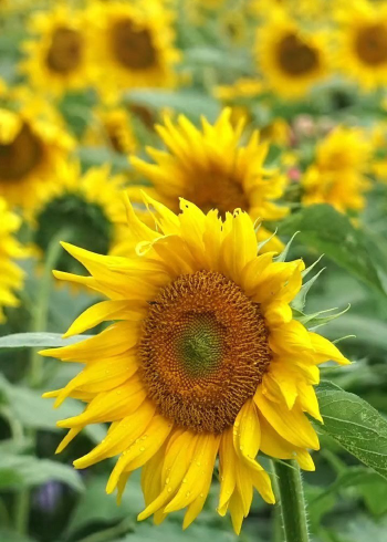 中山阳菜_中山菜丁_中山市菜篮子信息发布平台