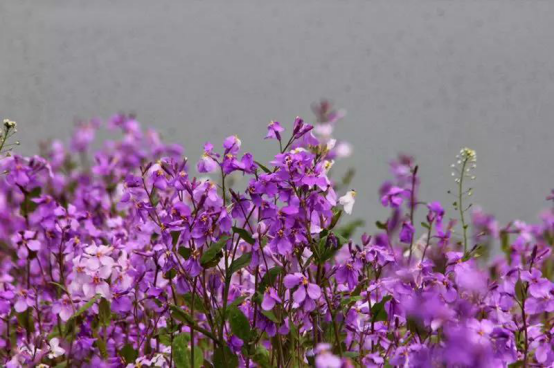 spring特性_特性胶囊能改羁绊忍蛙吗_特性服务