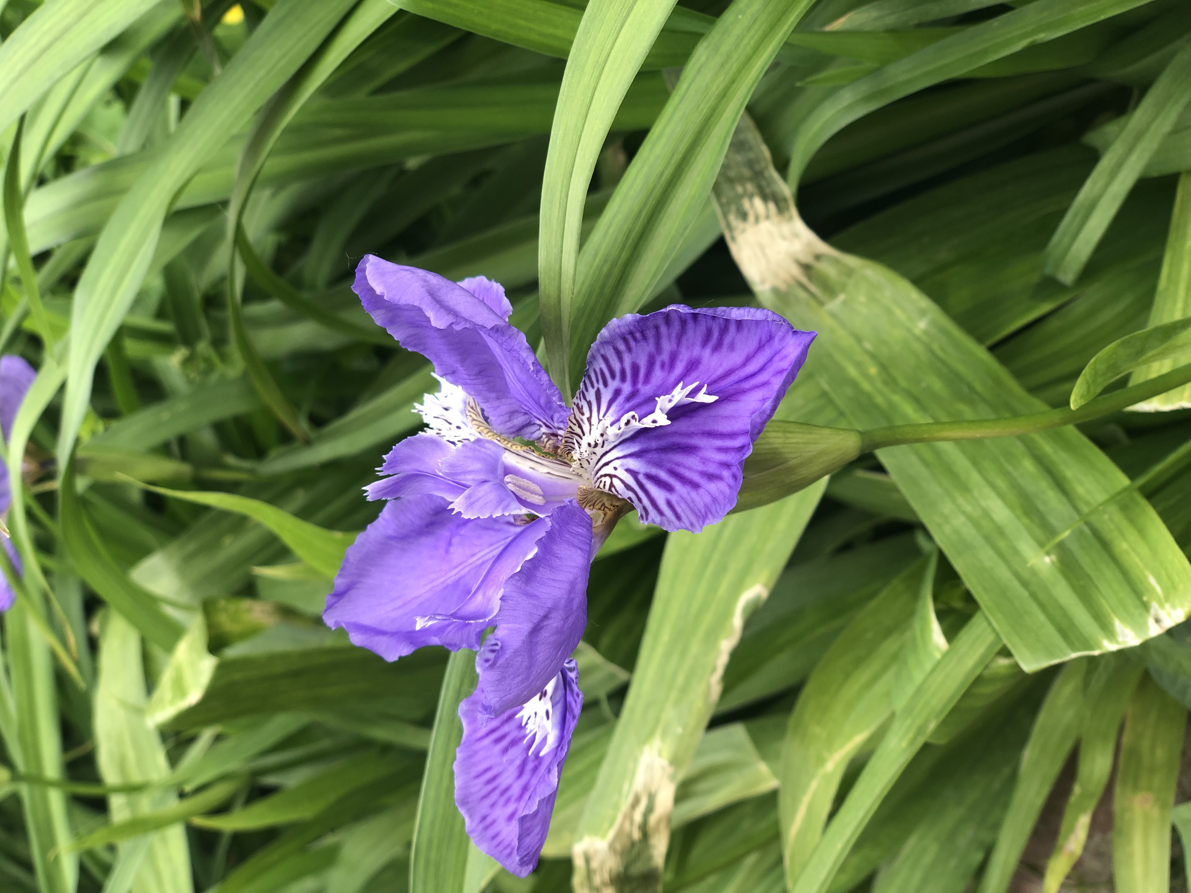 spring特性_特性服务_特性胶囊能改羁绊忍蛙吗
