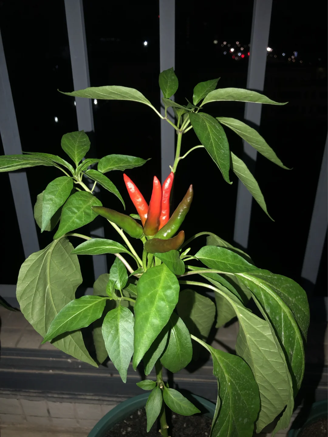 小辣椒手机游戏如何双开_双开游戏app_小辣椒手机微信多开什么原理