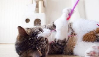 猫之间游戏,互动与乐趣的完美结合