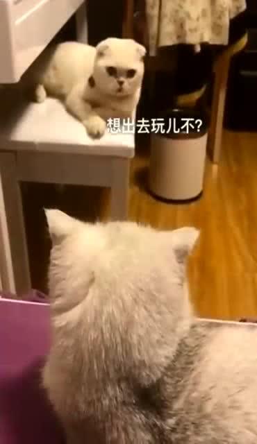 刘二豆游戏,抖音萌宠界的游戏达人