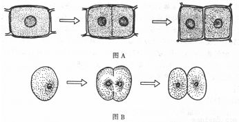 细胞分裂大作战 细胞分裂大作战