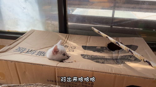 猫来了游戏从那里玩