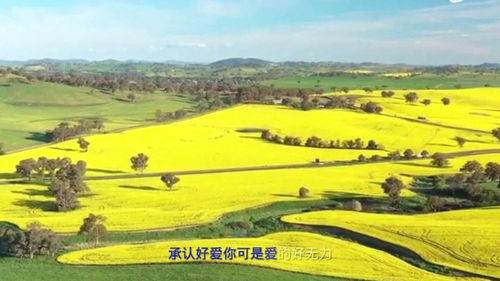 龙梅子别拿感情当游戏,龙梅子别拿我的感情当游戏唱出爱情真谛