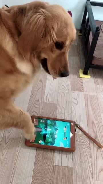 毛毛打游戏,探索毛绒世界的欢乐冒险