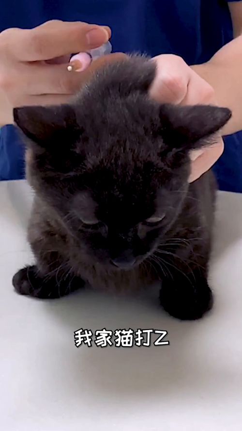 猫打针游戏,趣味互动游戏体验