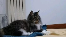 猫玩的鱼游戏叫什么,盘点那些让猫咪乐在其中的“捕鱼”游戏