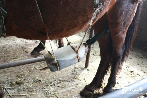 马尿是什么游戏,三消手游新体验