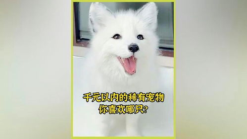 宠物翻译专家宠物翻译器免费下载v1.0.0最新版2024 