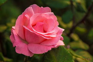 月季花节