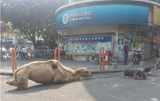 骆驼影视投屏下载 