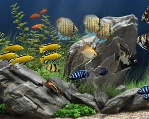 梦幻水族馆 