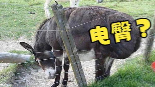 电 驴