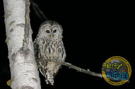 猫头鹰TV电视免会员版2024最新下载 